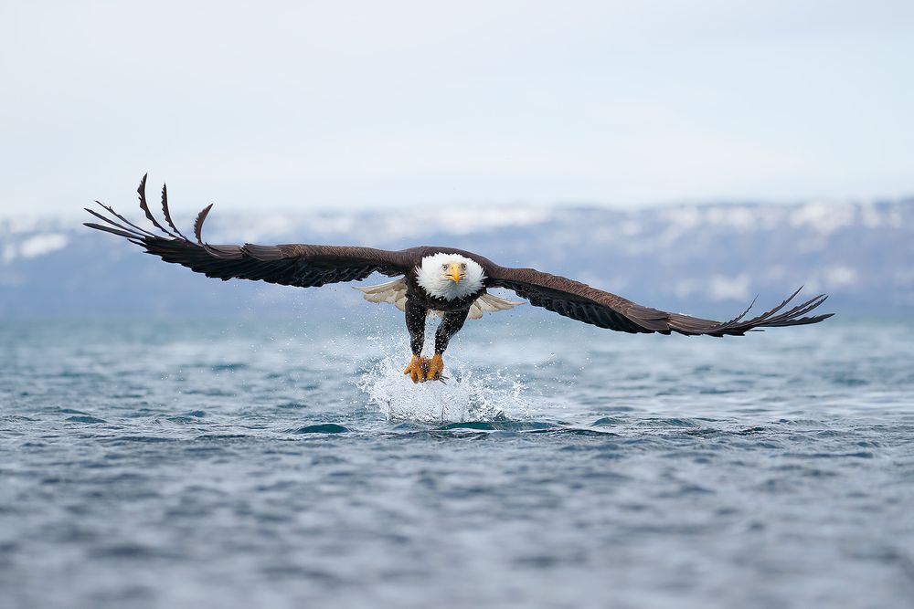 Bald eagle with wings wide over water_A3I4244-Kachemak Bay, Kenai Penisula, AK, USA.jpg