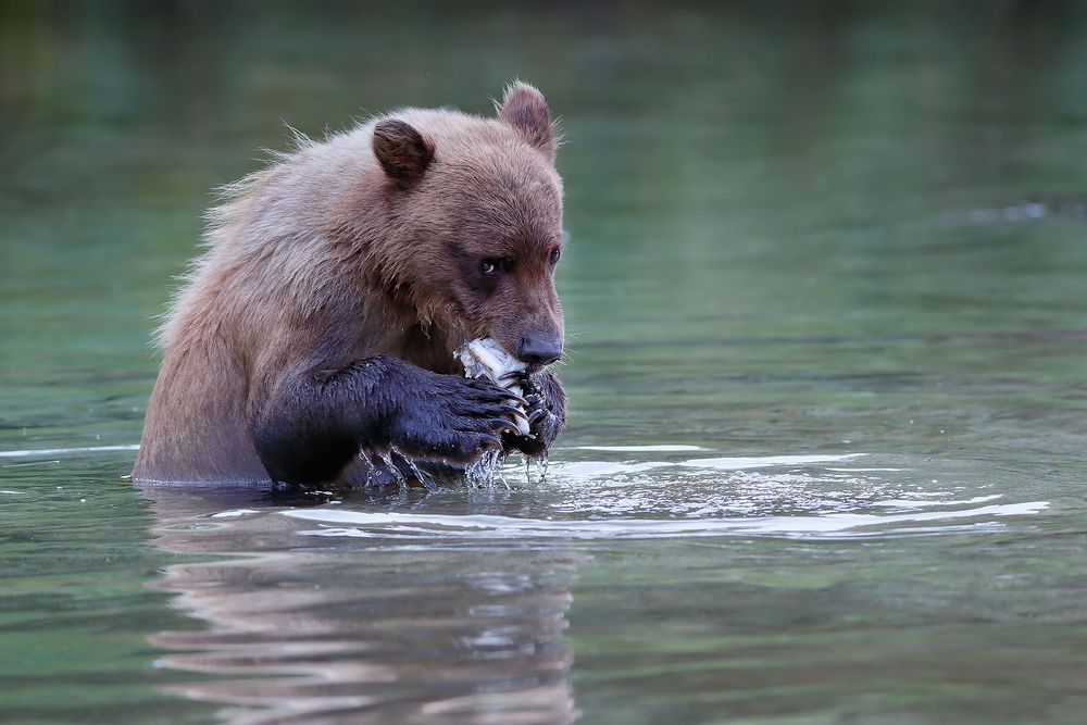 Coastal-Brown-bear-cub-eating-salmon_B8R1227-Kuliak-Bay,-Katmai-National-Park-&-Preserve,-AK,-USA.jpg