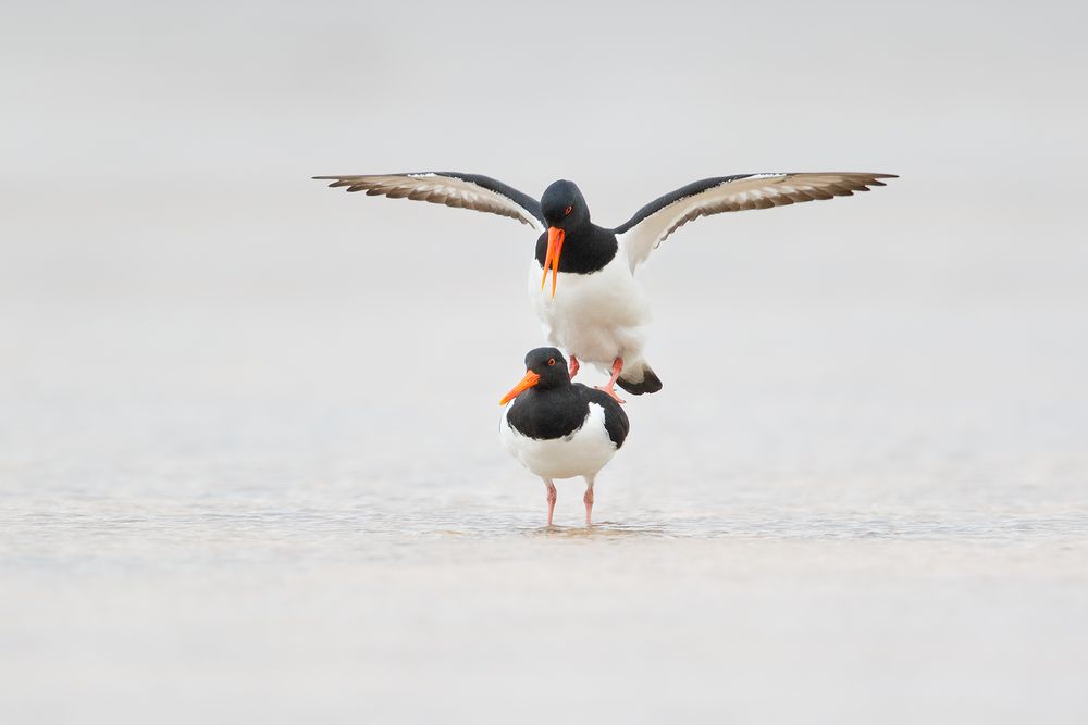 Oystercatchers-mating-on-the-beach_44A3152-Raudisandur,-West-Iceland.jpg