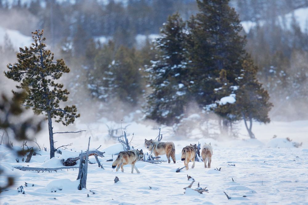 Wolves-walking-through-the-snow_B8R6356-Yellowstone-National-Park,-WY,-USA.jpg