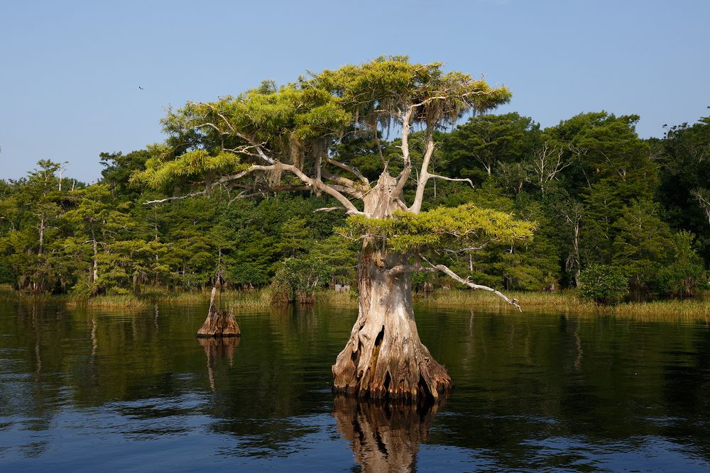 Cypress tree along the lake edge_S6A7794-Lake Blue Cypress, Indian River County, FL, USA.jpg