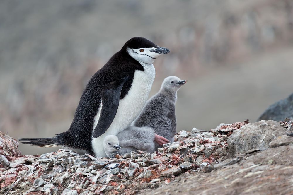 Chinstrap-Penguin-with-two-chicks-on-nest_E7T4331-Bailey-Head,-Deception-Island,-Antarctica.jpg