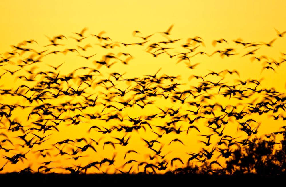 Snow-geese-morning-blast-off-against-yellow-sky-23100219-Bosque-del-Apache-NWR,-San-Antonio,-NM.jpg