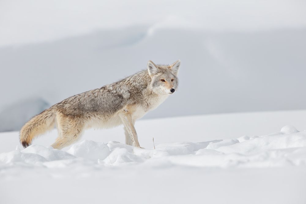 Coyote-checking-out-prey_B8R6451-Yellowstone-National-Park,-WY,-USA.jpg