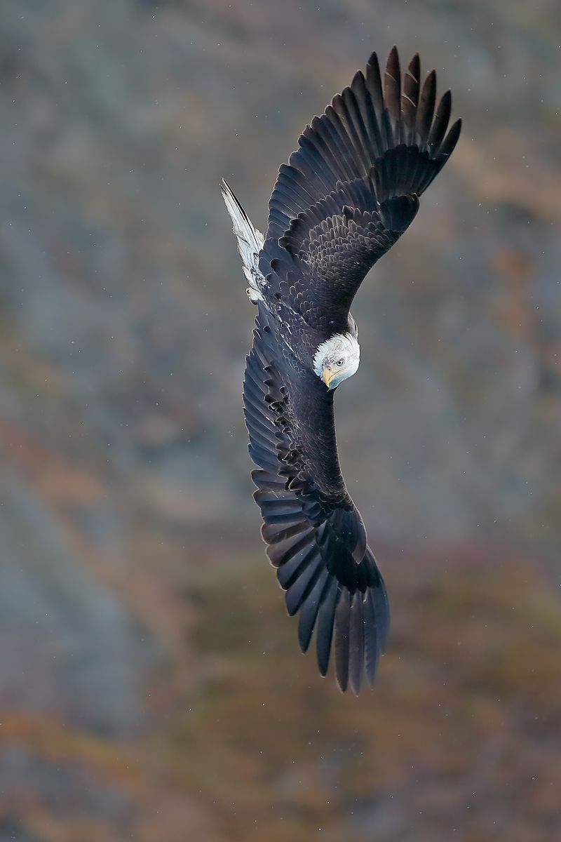 Bald-eagle-banking-against-the-rocks_vert_E7T8938-Kachemak-Bay,-Homer,-Alaska,-USA.jpg