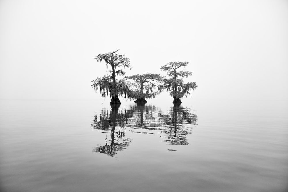 Three cypress tree family_B&W_E4A0019-Lake Fausse Point, Atchafalaya Basin, LA, USA.jpg