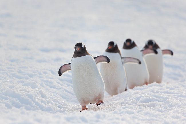 Gentoo-Penguins-walking-backlit_E7T1078-Danco-Island-Antarctica.jpg