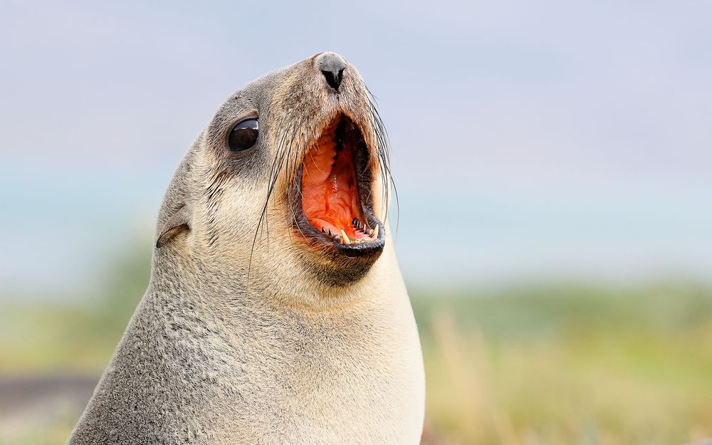 Fur seal pup yawning_A3I5737-Grytviken, South Georgia Island.jpg