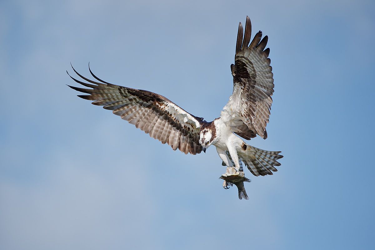 osprey-with-fish-against-blue-sky_e7t1386-lake-blue-cypress-fl-usa.jpg