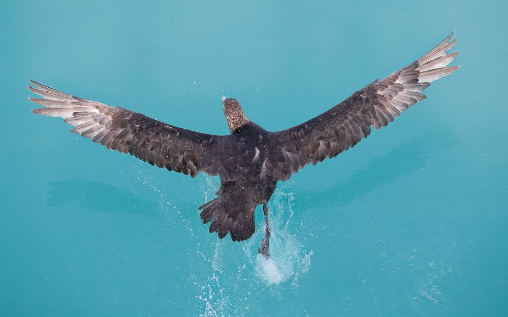 Southern Giant Petrel taking off_A3I6544-Drygalski Fjord, South Georgia Island.jpg