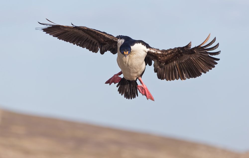 Imperial-Shag-flying-in-to-colony_B8R6902-New-Island,-Falkland-Islands.jpg
