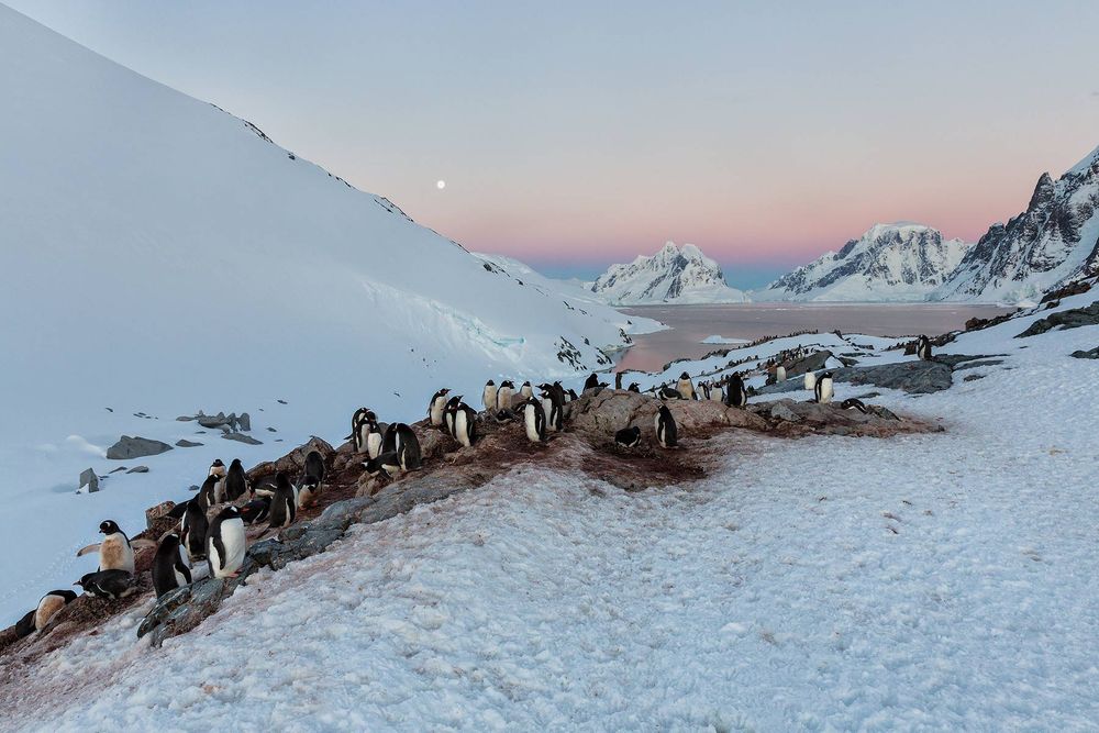 Gentoo-penguin-colony-and-Lamaire-entrance_S6A0026-Petermann-Island,-Antarctica.jpg