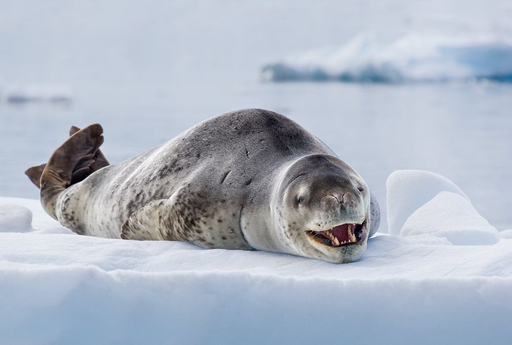 Leopard-Seal-in-ice-shelf-with-teeth-visible_E7T0617-Cierva-Cove,-Antarctica.jpg
