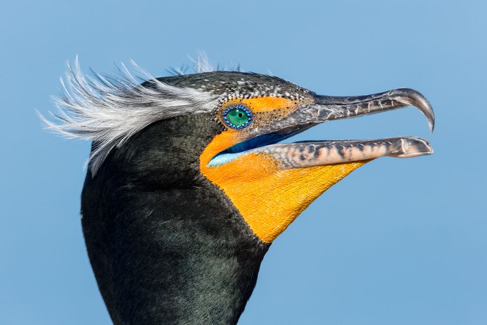 Double-crested comorant head portrait_B8R7890-La Jolla Cliffs, La Jolla, USA.jpg