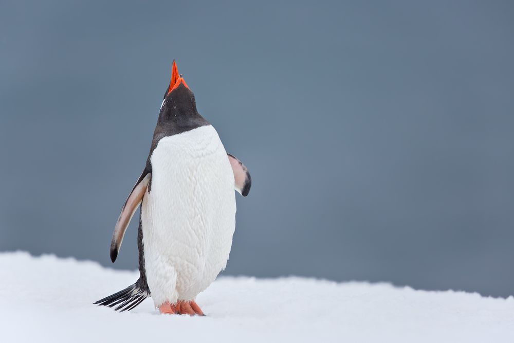 Gentoo-Penguin-In-snow-head-up-with-blue-ocean-bkgd_S6A9846-Yankee-Harbor,-South-Shetland-Islands,-Antarctica.jpg