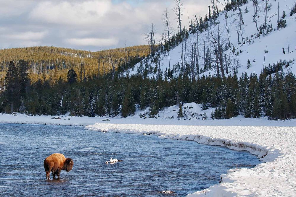 Bison-standing-in-the-Madison-River_44A9807-Yellowstone-National-Park,-WY,-USA.jpg