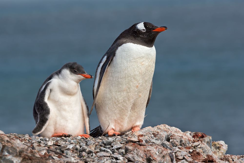 Gentoo-Penguin-and-chick-with-ocean-bkgd_E7T6550-Hannah-Point,-South-Shetland-Islands,-Antarctica.jpg
