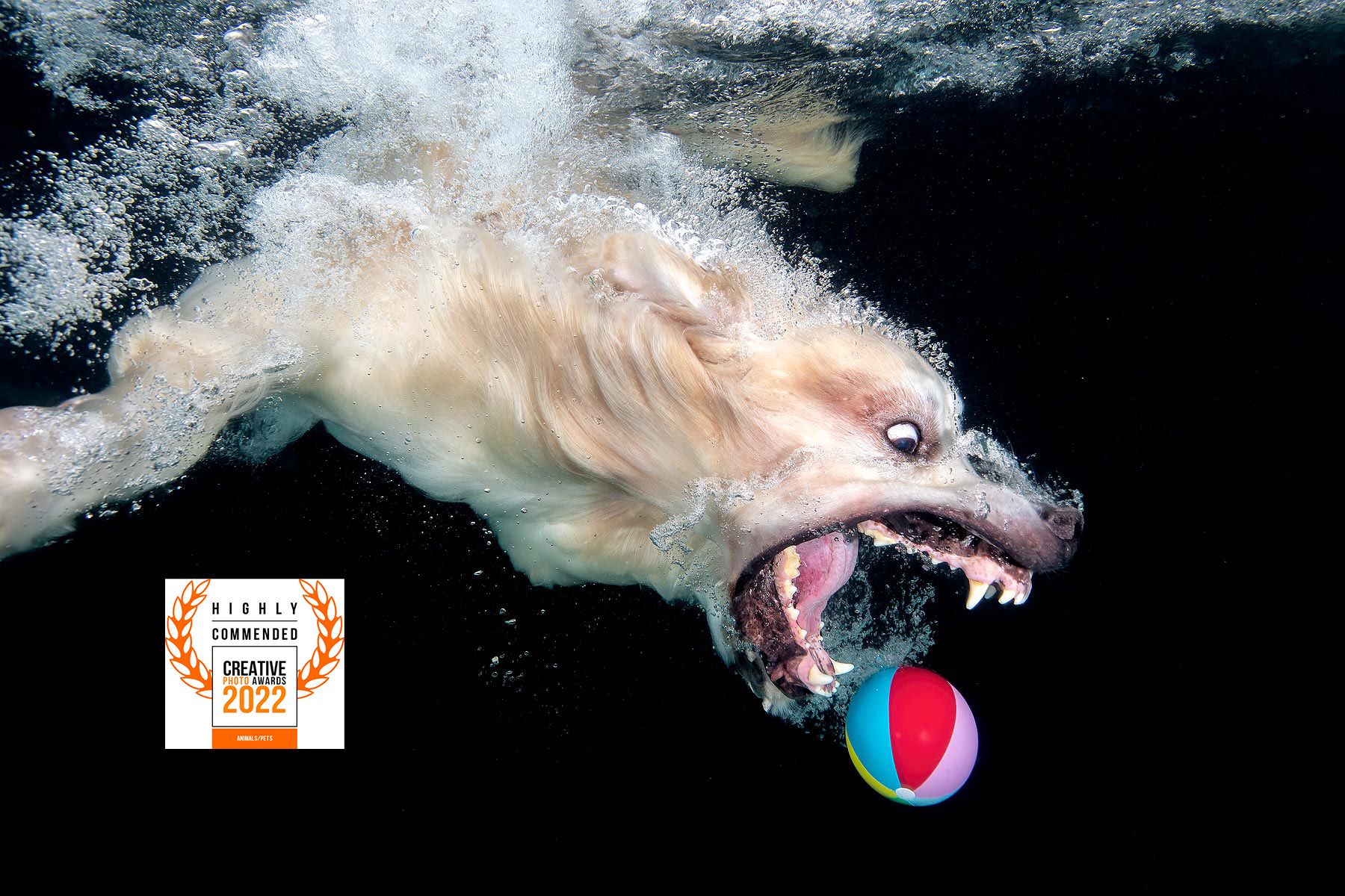 Clemens Vanderwerf_Golden retriever diving after colorful ball