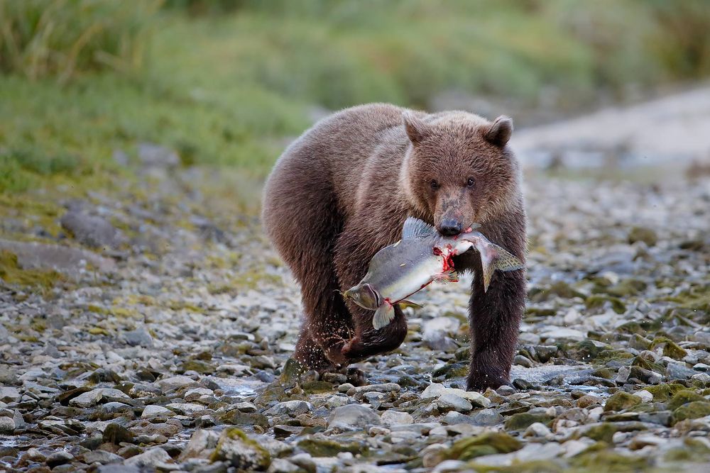 Coastal-Brown-bear-cub-with-salmon_B8R0720-Geographic-Harbor,-Katmai-National-Park-&-Preserve,-AK,-USA.jpg