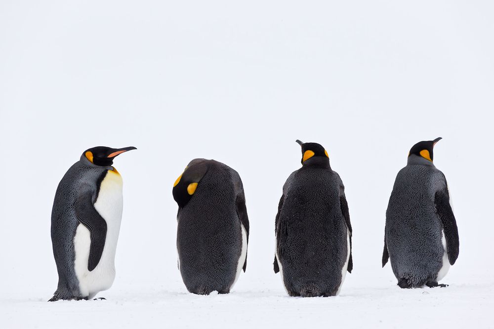King-Penguins-on-a-row-in-the-snow_E7T3921-Fortuna-Bay,-South-Georgia-Islands.jpg