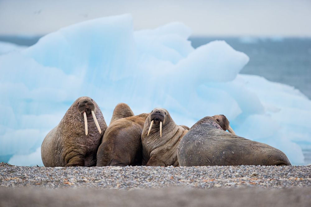 Walrus-group-together-with-ice-berg-background_E7T3711-Torellneset,-Svalbard,-Arctic.jpg