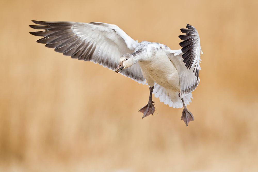 Snow-goose-landing-with-wings-forward-against-orange-bkgd_M7E8008-Bosque-del-Apache-NWR,-San-Antonio,-NM.jpg
