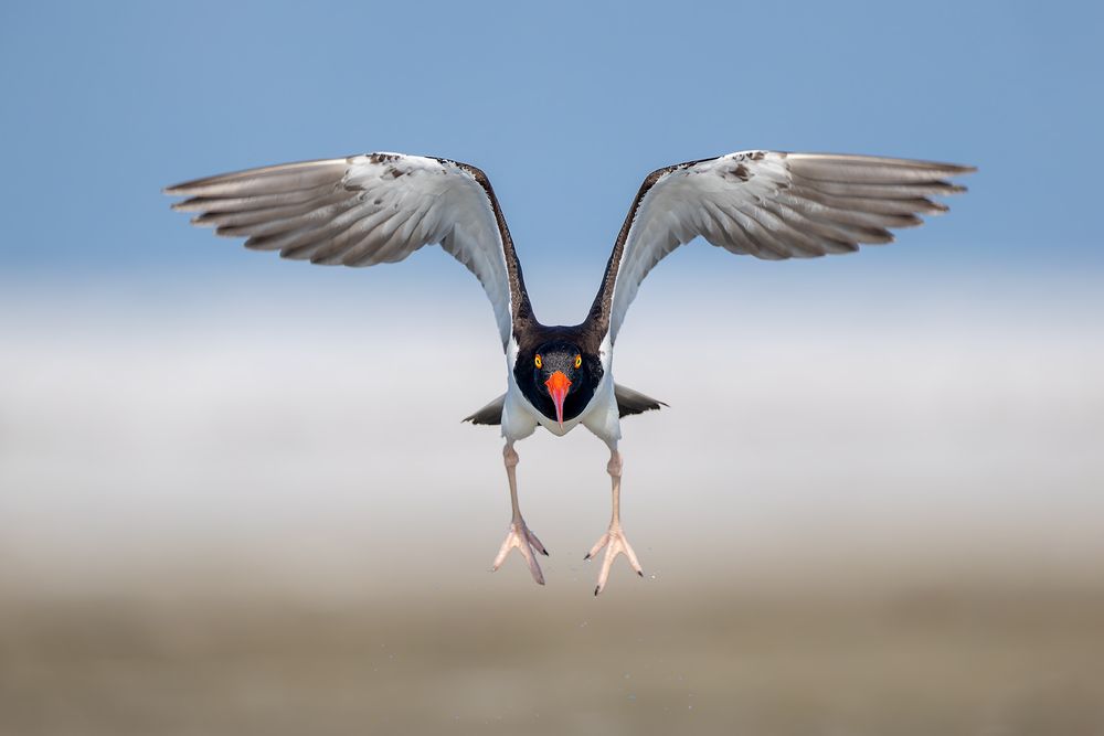 American-oystercatcher-wings-up_D8A2583-Fort-de-Soto,-FL,-USA.jpg