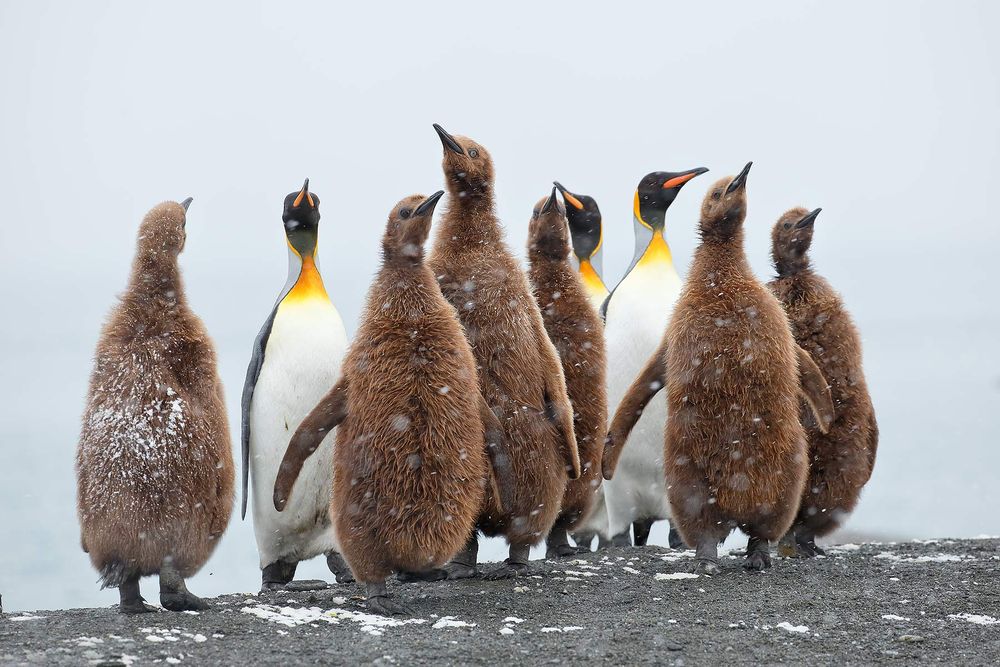 King-penguins-and-Oakum-boys_B8R4377-Gold-Harbour,-South-Georgia-Islands,-Southern-ocean.jpg