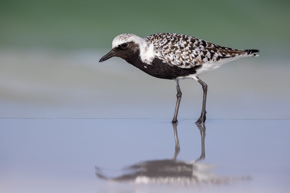 Black-bellied-plover-with-green-blue-background_F0A4673-Fort-de-Soto,-FL.jpg