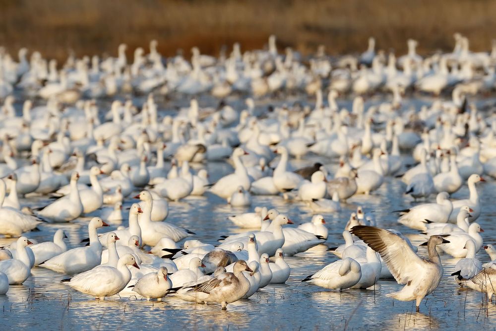 Snow-geese-packed-together_44A7313-Bosque-del-Apache-NWR,-San-Antonio,-NM,-USA.jpg