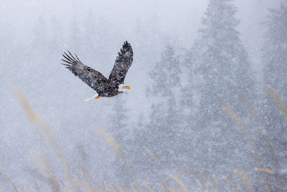 Bald eagle flying in snow storm_95I4911-Kachemak Bay, Kenai Peninsula, AK, USA.jpg