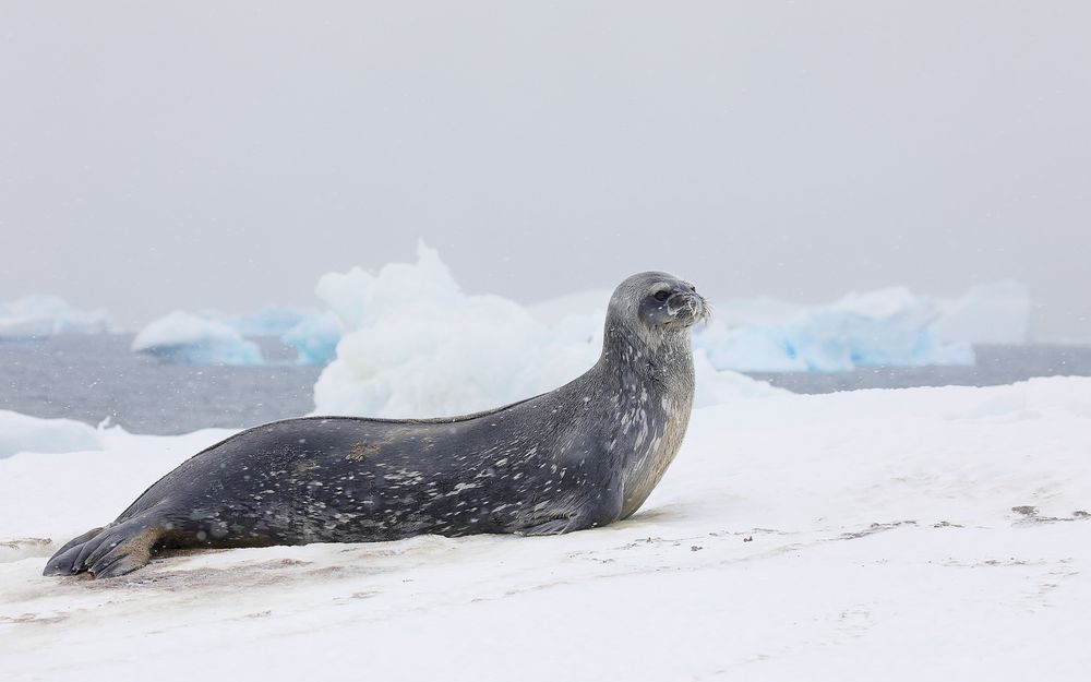 Weddell seal on ice berg_83A6625-Brown Bluff, Antarctica.jpg