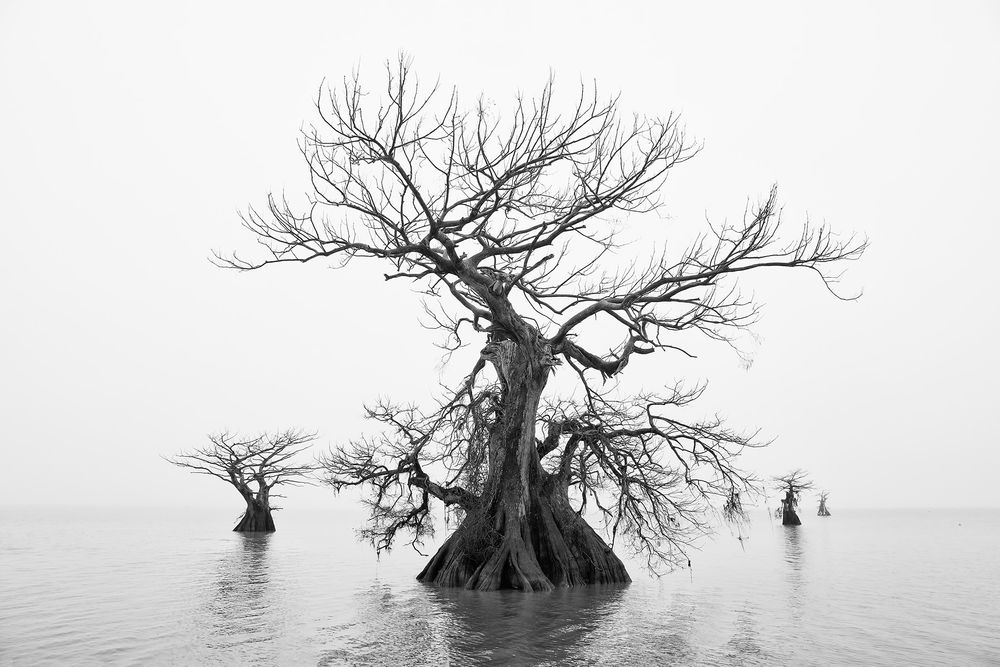 Cypress trees family in the mist_B&W_E4A0286-Lake Fausse Point, Atchafalaya Basin, LA, USA.jpg