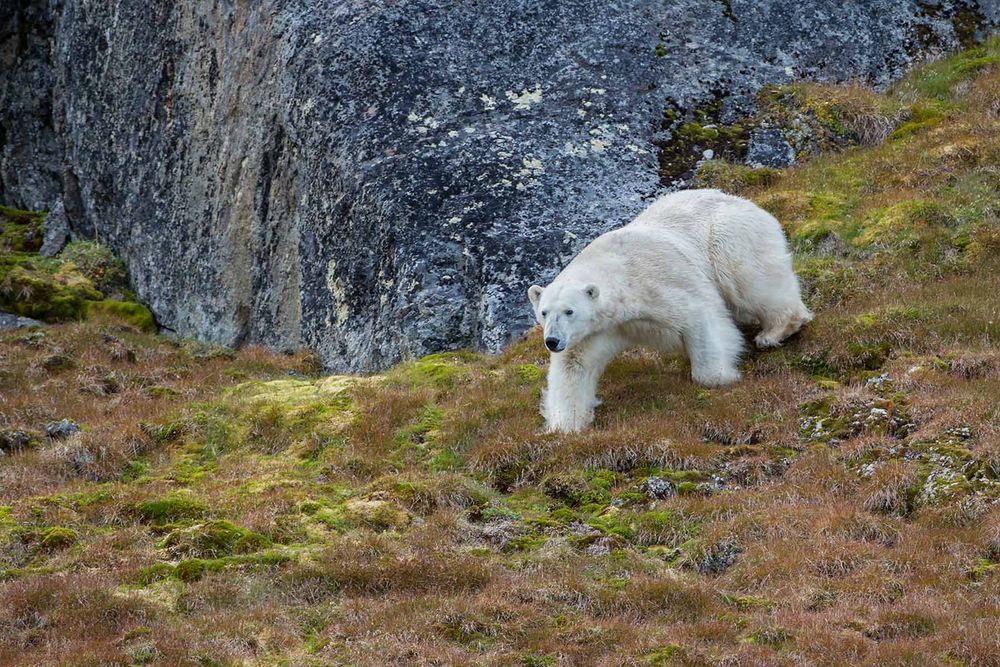 Polar-bear-walking-with-rocks-and-grass_E7T3024-Hamiltonbuka,-Raudfjorden,-Svalbard,-Arctic.jpg