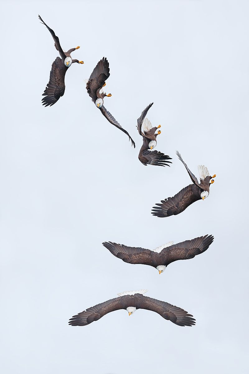 Bald-eagle-air-turn-flight-sequence_B8R5726-Kachemak-Bay,-Homer,-Alaska,-USA.jpg