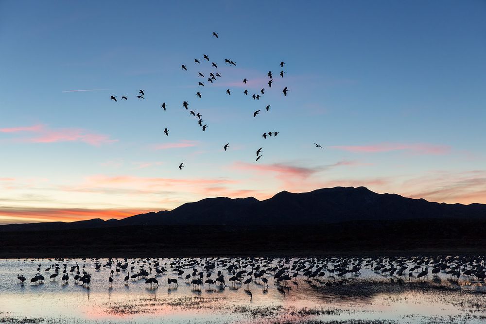 Sandhill-cranes-landing-in-the-south-crane-pool-at-dusk_S6A8398-Bosque-del-Apache-NWR,-San-Antonio,-NM,-USA.jpg