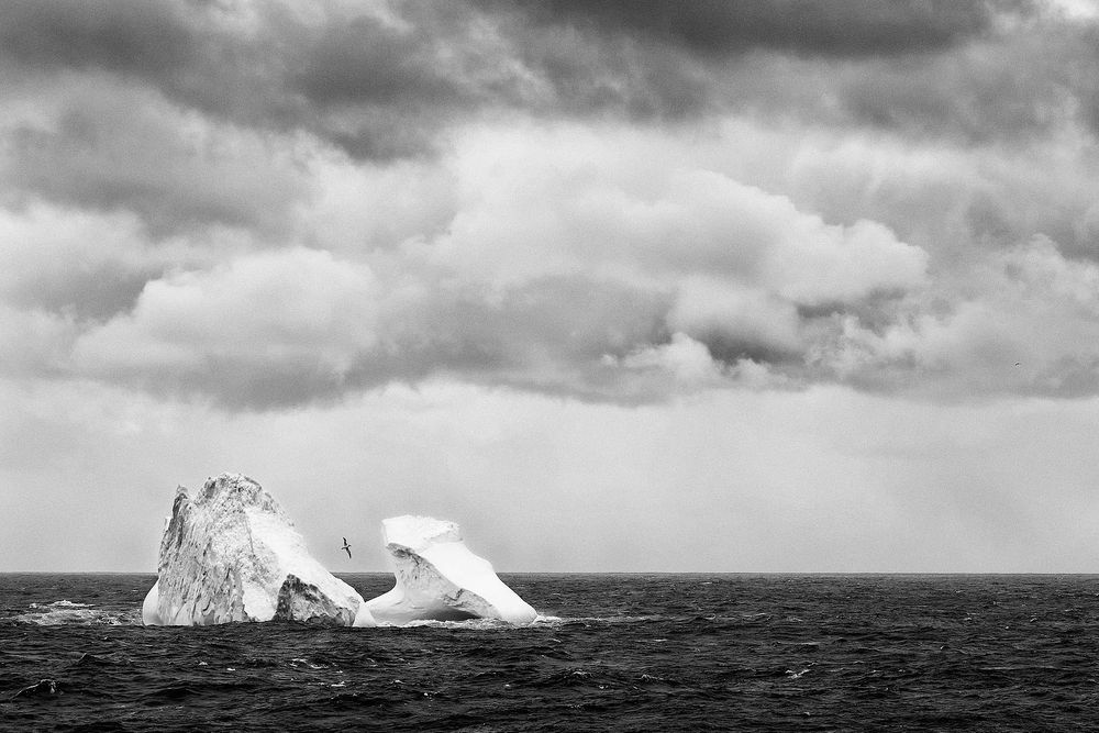 Iceberg-with-Grey-headed-albatross-flying_B&W_S6A1005-Bird-Island,-South-Georgia-Islands,-Southern-ocean.jpg
