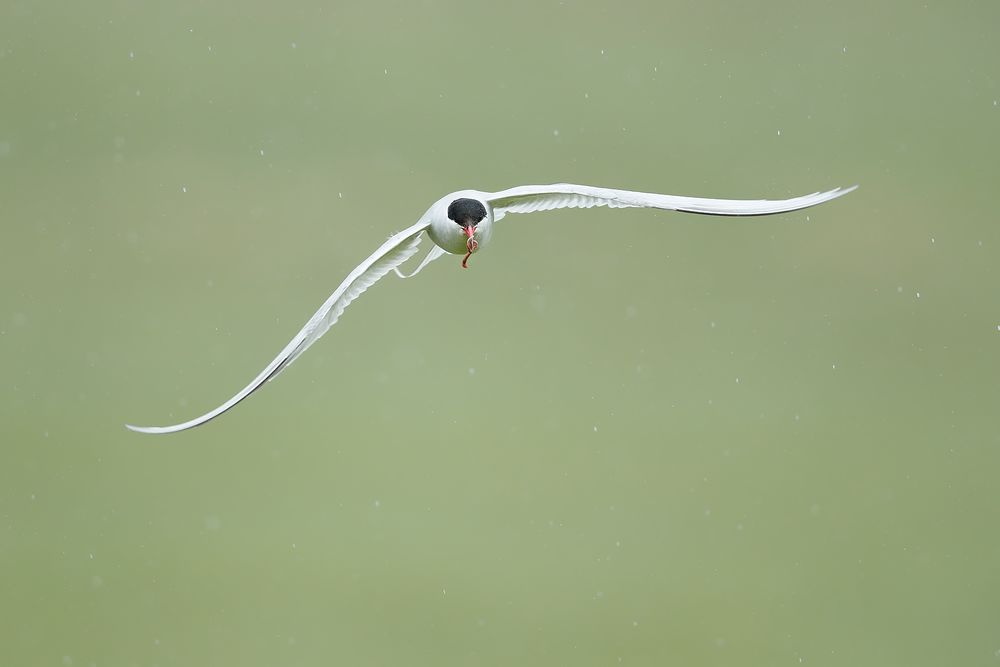 Arctic-tern-with-worm_A3I3633-Latrabjarg-hotel,-West-Iceland.jpg