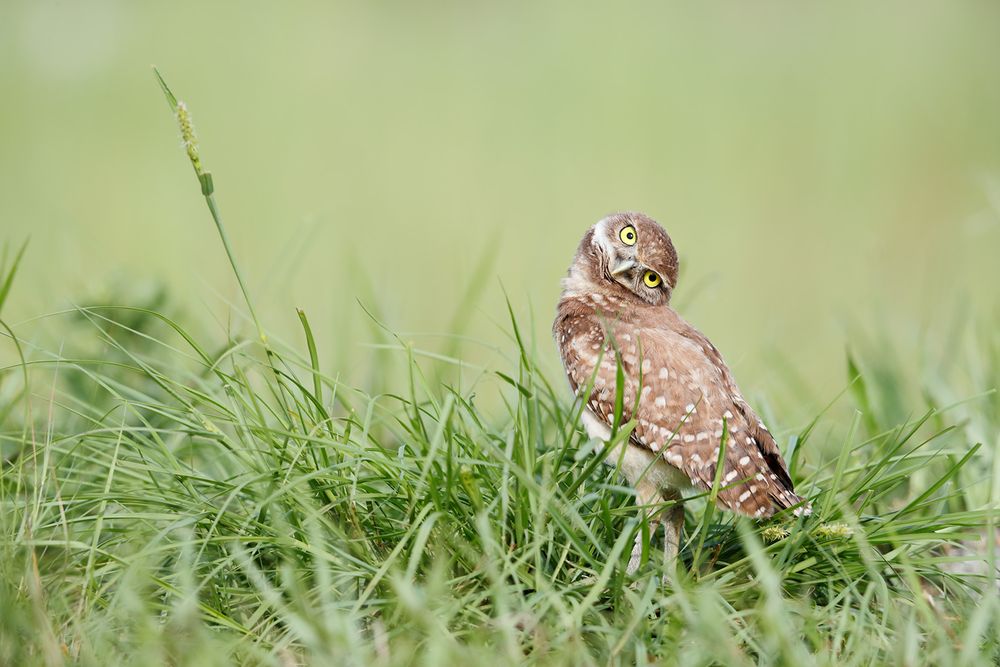 Burrowing owl looking crooked_A3I9632- Boca Raton Airport, FL, USA.jpg