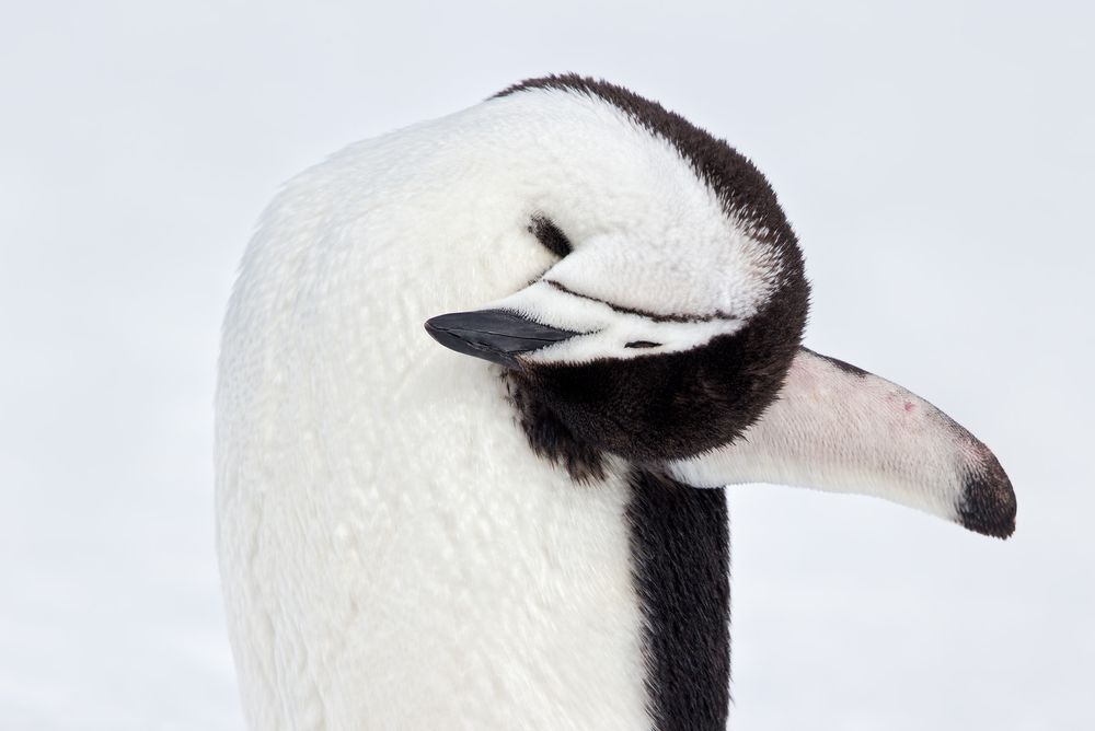 Chinstrap-Penguin-in-preening-pose-with-snow-bkgd_E7T6054-Penguin-Island,-South-Shetland-Islands,-Antarctica.jpg