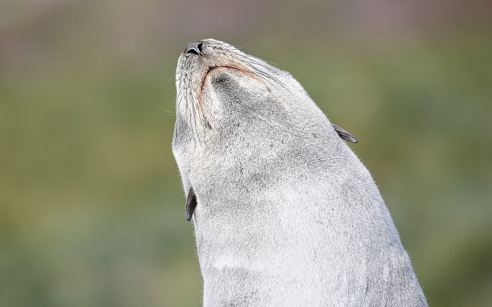 Fur seal pup against green background_A3I5367-Salisbury Plain, Bay of Isles, South Georgia Island.jpg