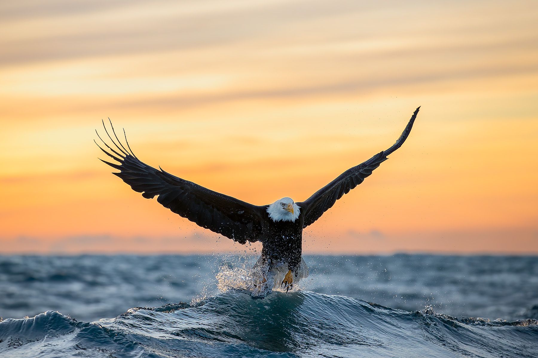 Clemens Vanderwerf_Bald eagle cresting wave at sunset .JPG