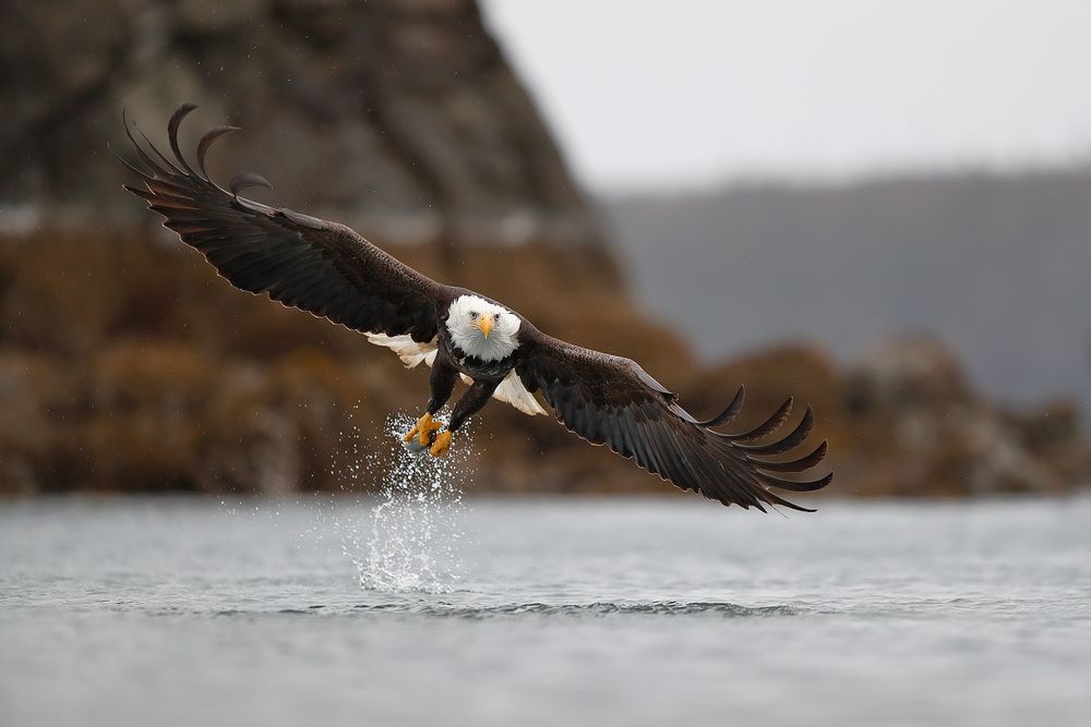 Bald eagle lift off_A3I6732-Kachemak Bay, Kenai Penisula, AK, USA.jpg