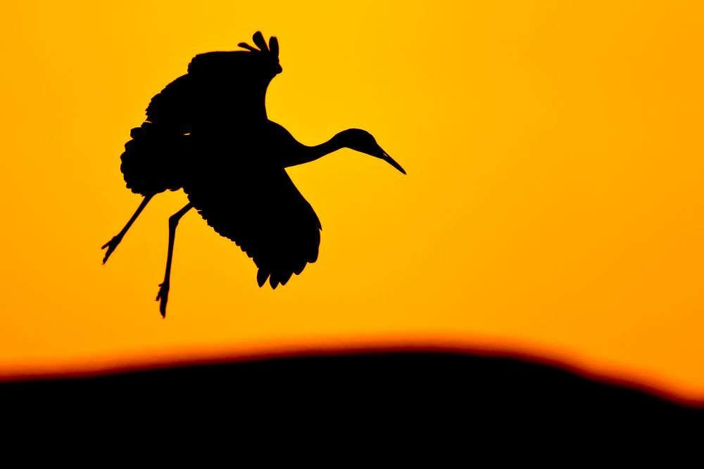 Sandhill-crane-silhouette-with-mountain-below_M7E8881-Bosque-del-Apache-NWR,-San-Antonio,-NM.jpg