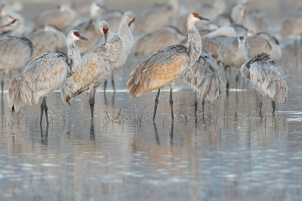 Sandhill-cranes-roosting-in-the-pool_44A0018-Bosque-del-Apache-NWR,-San-Antonio,-NM,-USA.jpg