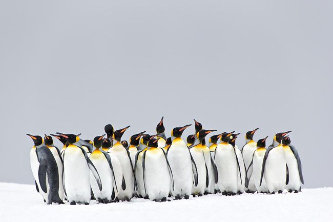 King-Penguin-group-standing-in-the-snow_E7T2597-Right-Whale-Bay-South-Georgia-Islands.jpg