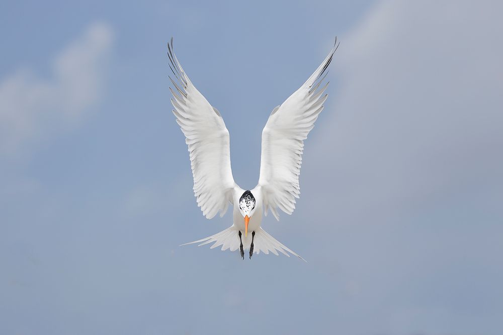 Royal-tern-with-wings-up-landing_F0A4524-Huguenot-park,-Jacksonville,-FL,-USA.jpg