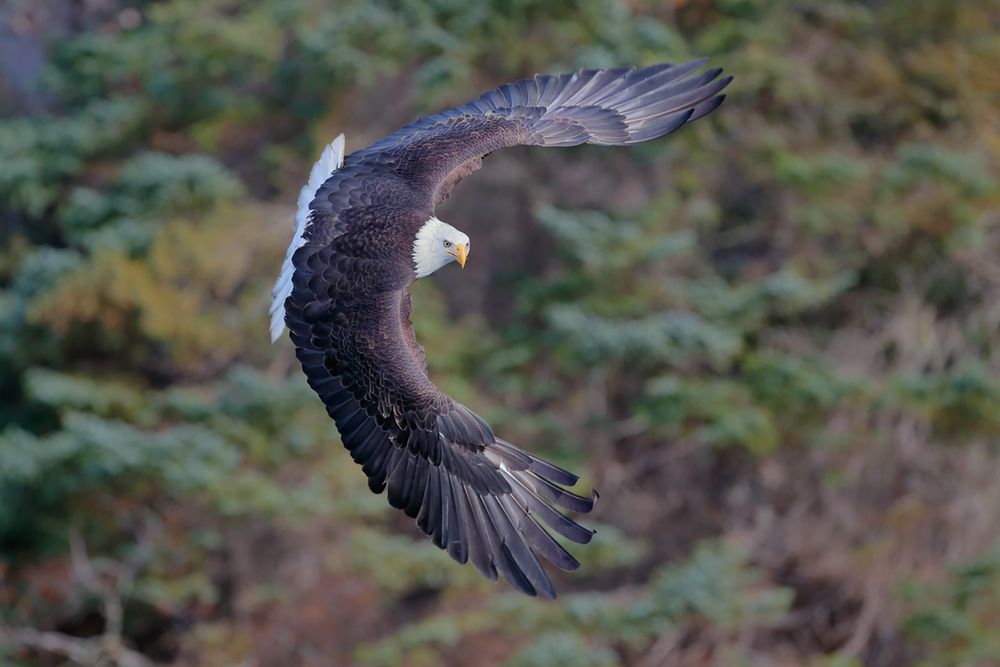 Bald eagle banking infront of trees_B8R6149-Kachemak Bay, Homer, Alaska, USA.jpg