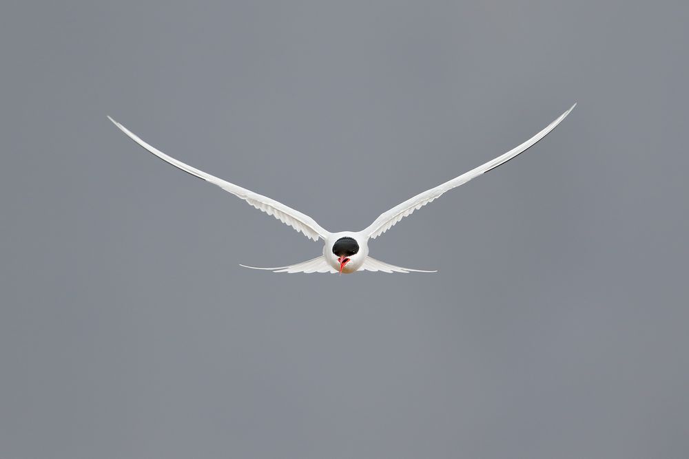 Arctic-tern-against-dark-blue-sky_44A2001-Ytri-Tunga,-West-Iceland.jpg
