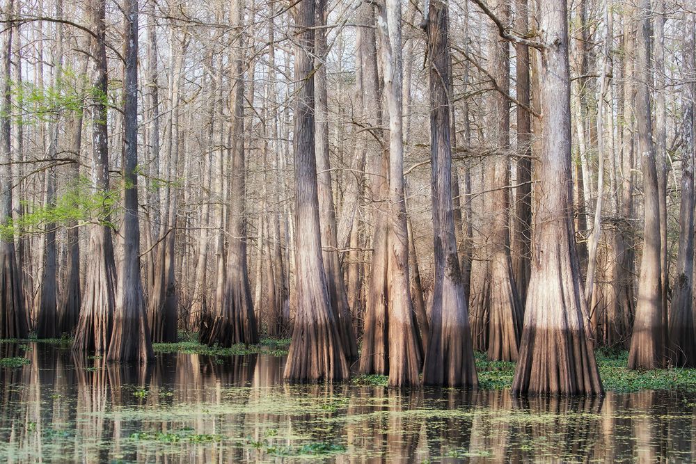 Cypress trees in the bayou_A3I2339-Atchafalaya Basin, LA, USA.jpg